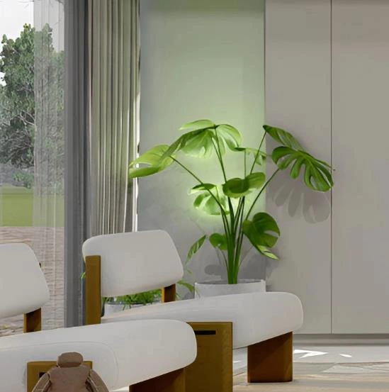 Small banana plant with soft white lighting, creating cozy and natural corner in tiny apartment.