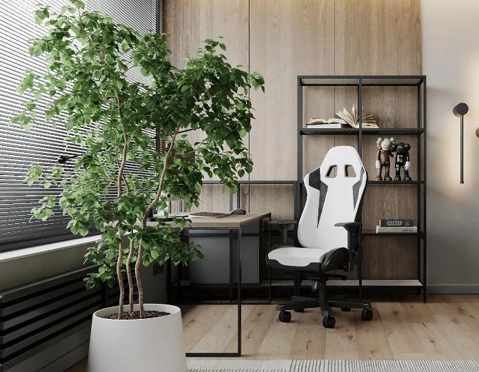 Large indoor potted plants